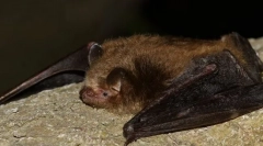 Tri-barvna nočna luč