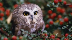 Nočni stražarji - sove