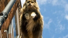 Norveška gozdna mačka (fotografija): prijaznost, zaprta v nordijski lik