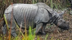 Indijski nosorog