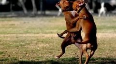 O boju proti pasmam tišina beseda