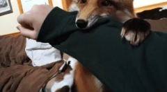 O lisicah, kot so hišni ljubljenčki