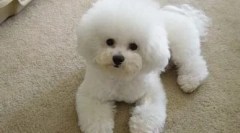 O pasmi psi bishon frize