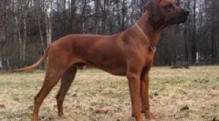 O rhodezijku ridgeback