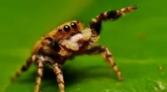 O tem, kaj pajek se hrani v divjini in doma