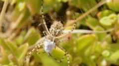 O tem, kako pajki padejo