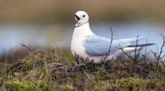 Prebivalci arktike: najbolj severne živali na svetu