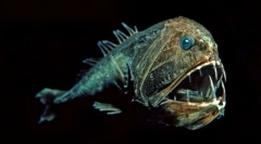 Prebivalci morskih globin