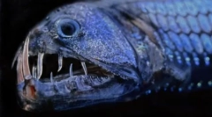 Prebivalci neoznačenih oceanskih globin na fotografijah davida robela