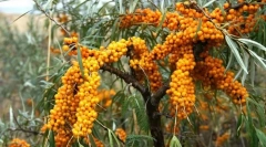 Sea buckthorn