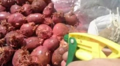 Zdravljenje krompirja pred iztovarjanjem