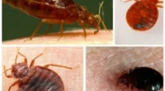 Processing apartma iz bedbugs s specializirano organizacijo