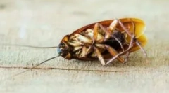 Zdravljenje hladne megle sledilnik