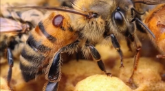 Čiščenje čebelje