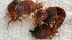 Predelava prostora iz brada vroča megla