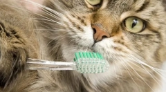 Skupna higiena za mačke