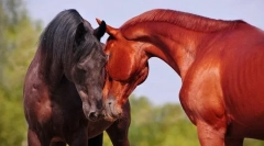 Rezanje konjev med seboj