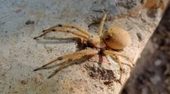 Splošni znaki strukture artropoda