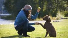 Glavne ekipe mladiča
