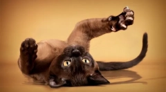 Navadne obleke, ki mi pomagajo pri miru narezane kremplje mojemuykom mački