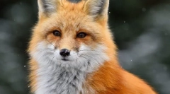 Navadna lisica (rdeča liser)