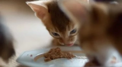 Povovost pregled za mačke