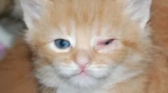 Pregled najpogostejših bolezni oči v mačkah