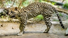 Ocelot (fotografije): dalitz dali in drugi navijači eksotične