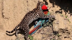 Ocelot - najlepša mačka na svetu