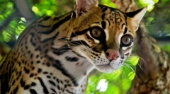 Ocelot