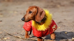 Dog oblačila: zgodovina mode psov