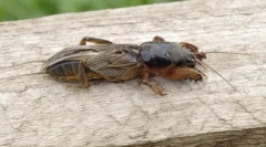 Vrt medveda: mystery ime