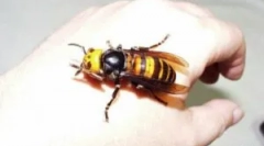 Ogromen in nevaren oss za človeka