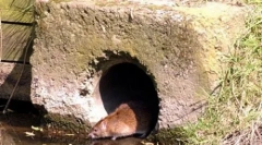 Ogromne mutantne podgane so poplavljene v združenem kraljestvu