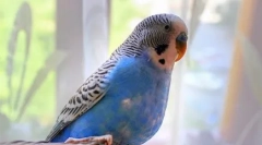 Oh, ti pernate plesalce: video, kjer papar plešejo indijski ples