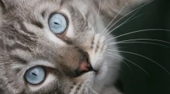 Ima azle: blue-eyed čudež