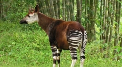 Oga - gozdna žirafa iz legend