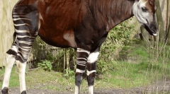 Okapi