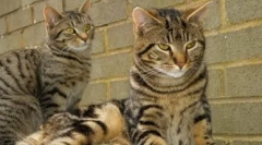 Barva tabby: razkrijte vse skrivnosti