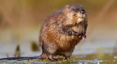 Ondatra (photo) - promocijski plavalec glodalci