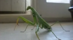 Je mantis nevaren za človeka?