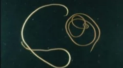 Je nevaren parazit konjske lase