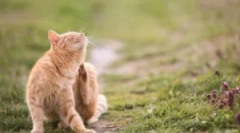 Ne glede na to, ali je uho mačka nevarno?