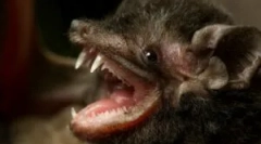 Je nevarna za osebo netopirjev?