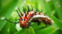 Nevarne in strupene metulje in gosenice