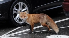 Nevarne živali z najbolj neškodljivim in srčkanim videzom