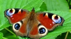 Opis in življenjski slog peacock oči