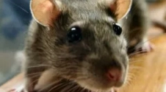 Opis in način življenja