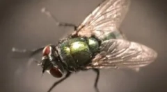 Opis, struktura in aerodinamične lastnosti muh