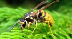 Opis, stavba in življenjski slog oss